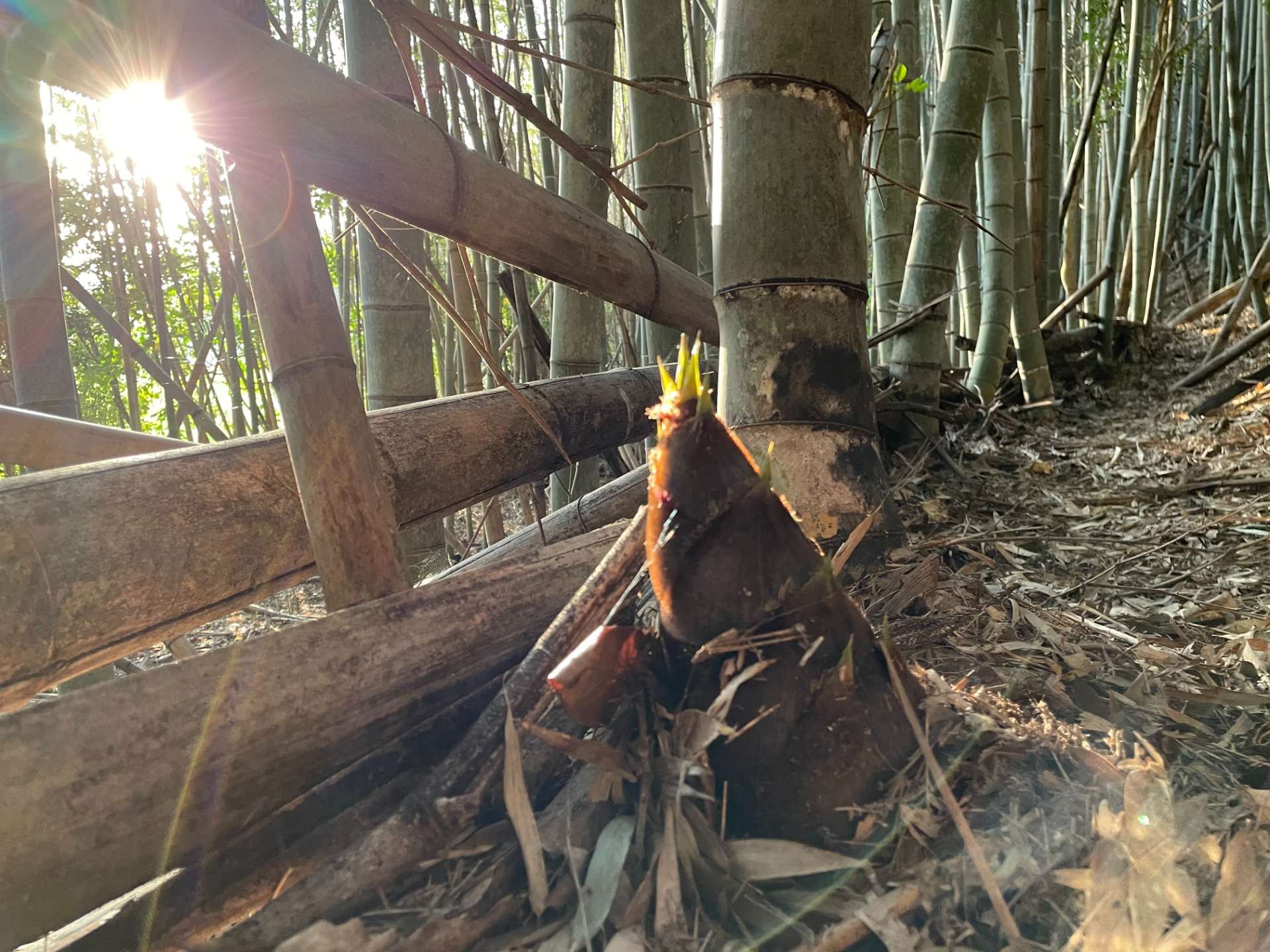 まだまだ筍のシーズンは続いています。
