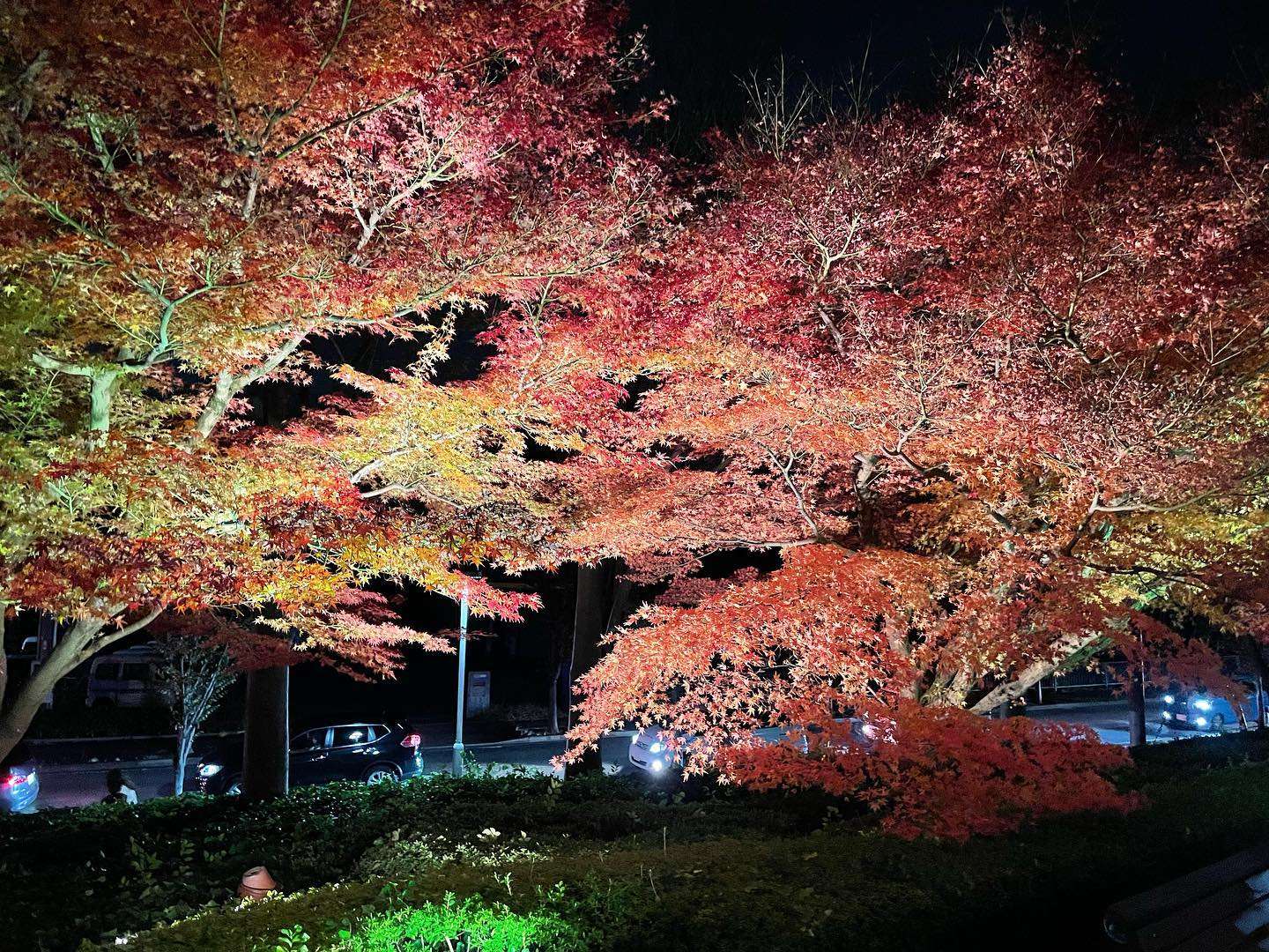 たつの市でライトアップされた紅葉をみてきました♪