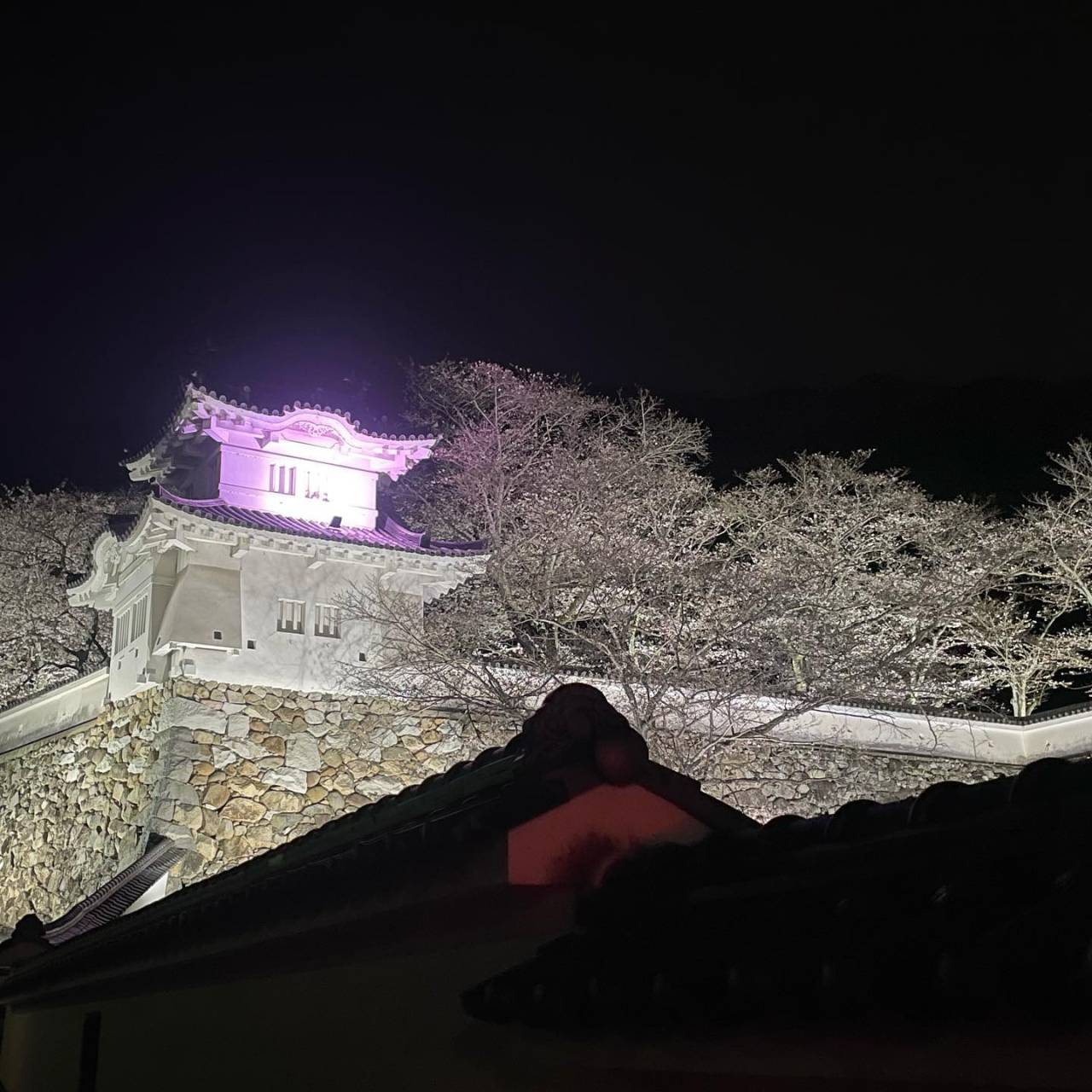 龍野城のライトアップされた夜桜🌸