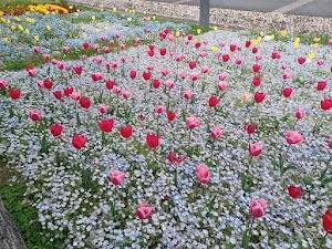 新宮総合支所の入り口に咲く、色とりどりの花たち