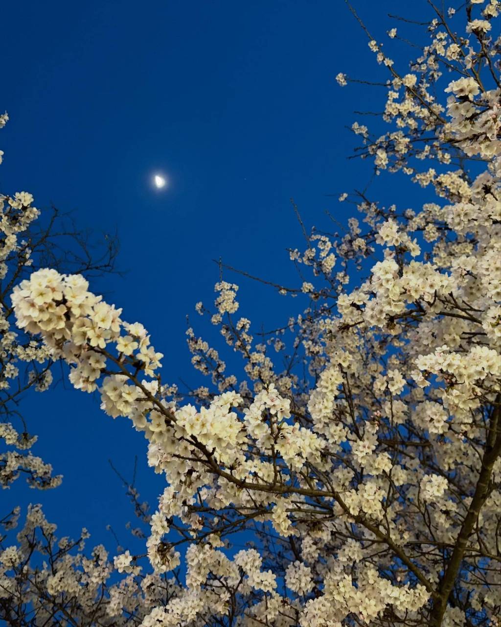 龍野公園の夜桜でお花見🌸