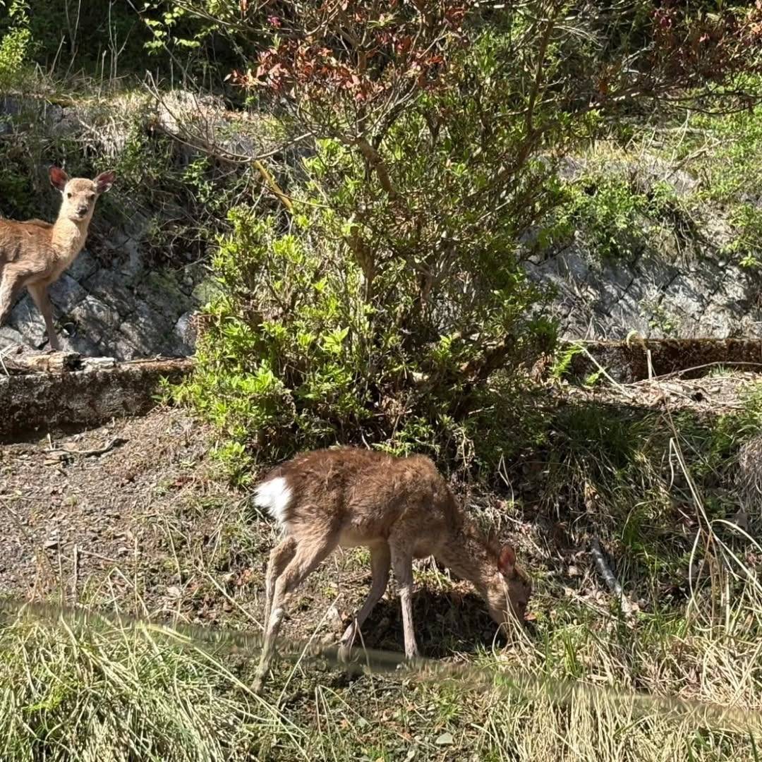 鹿ちゃん(o^―^o)